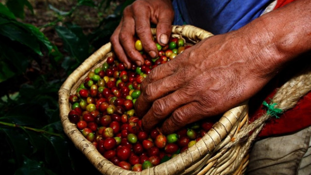 <strong>Kolumbiens Kaffeedreieck</strong>