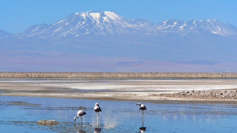 Kran V�gel in Salzw�ste ()