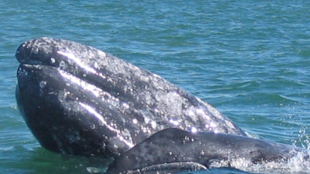 <strong>Walbeobachtung</strong>